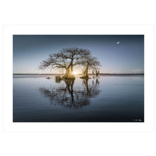 Tree Reflections 1 White Framed Print Wall Art